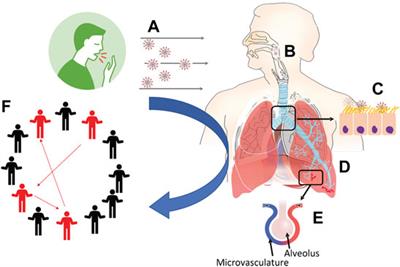 Aerosol Transport Modeling: The Key Link Between Lung Infections of Individuals and Populations